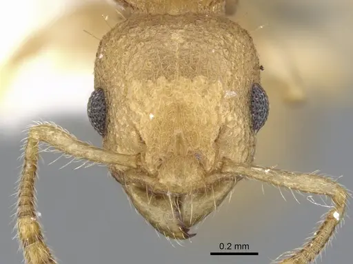 Vombisidris dryas specimen CASENT0901988 image casent0901988_2