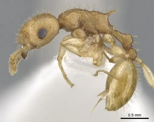 Vombisidris dryas specimen CASENT0901988 image casent0901988_3