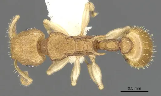 Vombisidris harpeza specimen CASENT0901989 image casent0901989_1