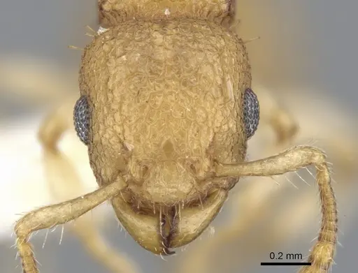 Vombisidris harpeza specimen CASENT0901989 image casent0901989_2