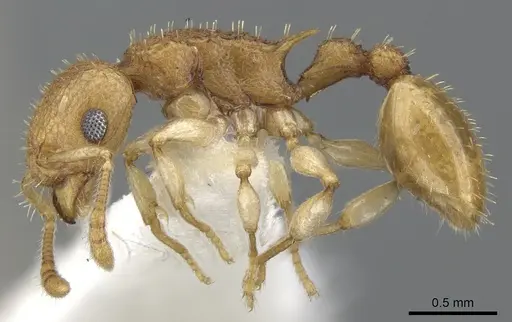Vombisidris harpeza specimen CASENT0901989 image casent0901989_3