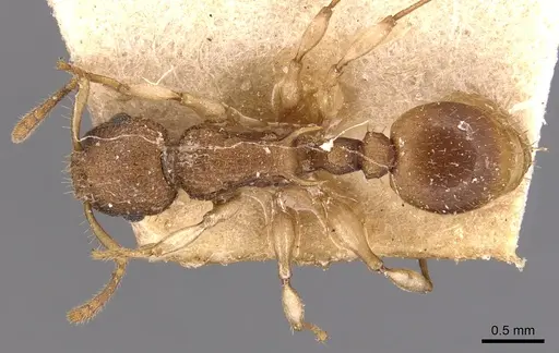 Vombisidris jacobsoni specimen CASENT0904730 image casent0904730_1