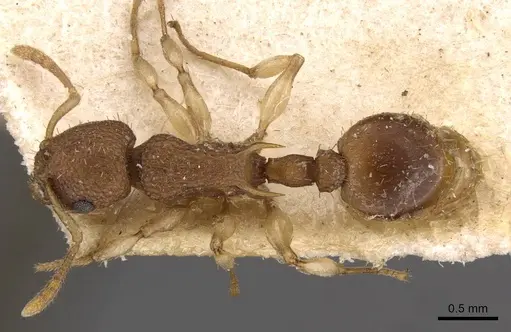 Vombisidris jacobsoni specimen CASENT0908996 image casent0908996_1