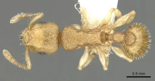 Vombisidris lochme specimen CASENT0901987 image casent0901987_1