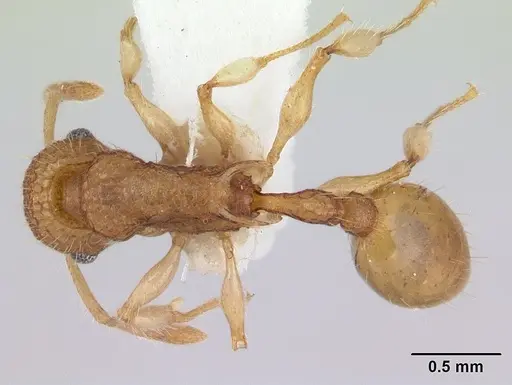 Vombisidris nahet specimen CASENT0178735 image casent0178735_1
