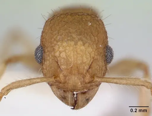 Vombisidris nahet specimen CASENT0178735 image casent0178735_2