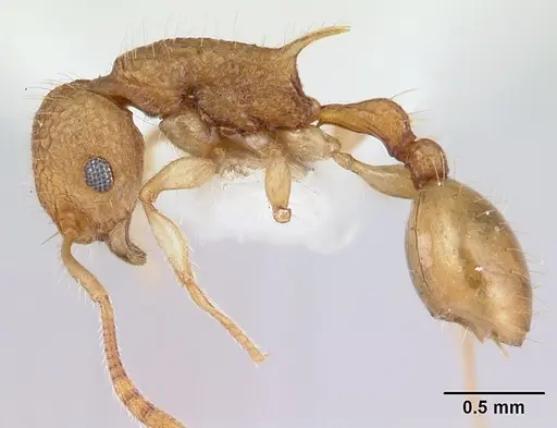 Vombisidris nahet specimen CASENT0178735 image casent0178735_3
