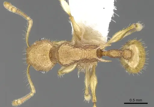 Vombisidris nahet specimen CASENT0901992 image casent0901992_1
