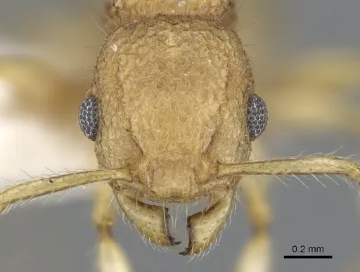 Vombisidris nahet specimen CASENT0901992 image casent0901992_2