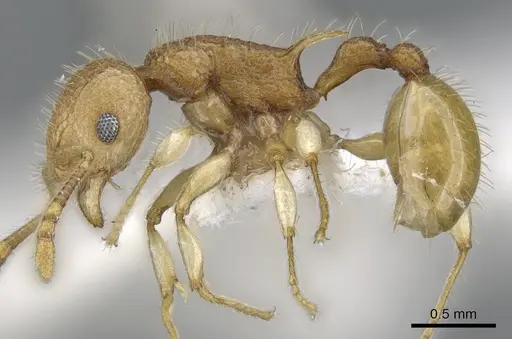 Vombisidris nahet specimen CASENT0901992 image casent0901992_3