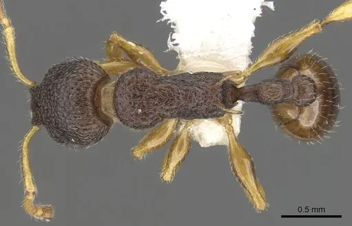 Vombisidris occidua specimen CASENT0901990 image casent0901990_1