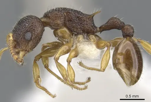 Vombisidris occidua specimen CASENT0901990 image casent0901990_3