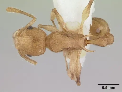 Vombisidris philax specimen CASENT0178736 image casent0178736_1
