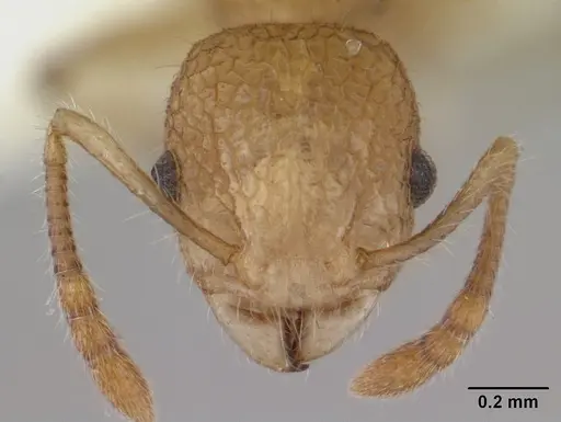 Vombisidris philax specimen CASENT0178736 image casent0178736_2