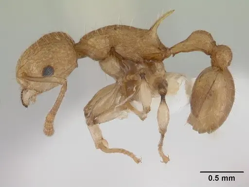 Vombisidris philax specimen CASENT0178736 image casent0178736_3
