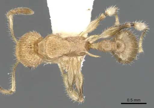 Vombisidris philax specimen CASENT0901991 image casent0901991_1