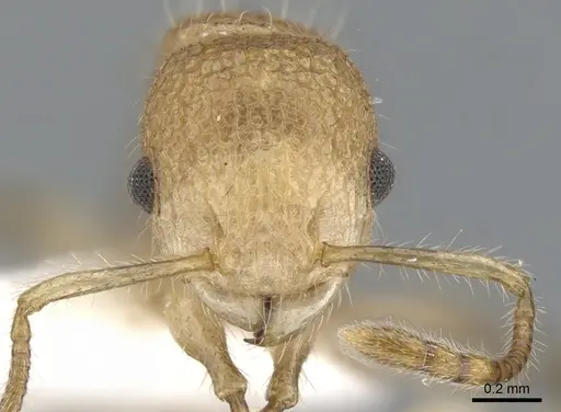 Vombisidris philax specimen CASENT0901991 image casent0901991_2