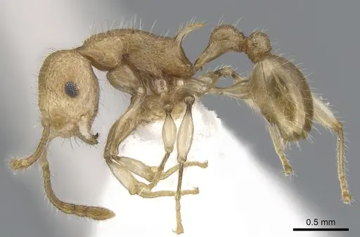 Vombisidris philax specimen CASENT0901991 image casent0901991_3