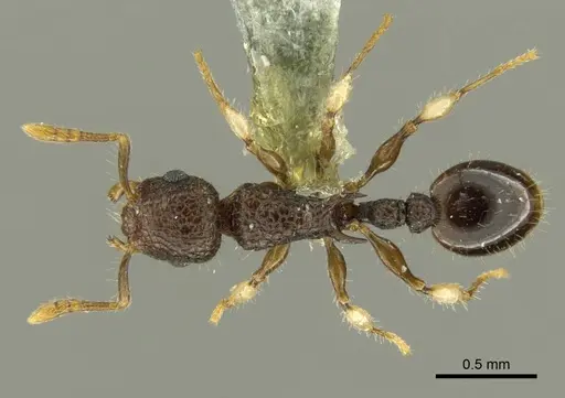 Vombisidris philippina specimen CASENT0919713 image casent0919713_1