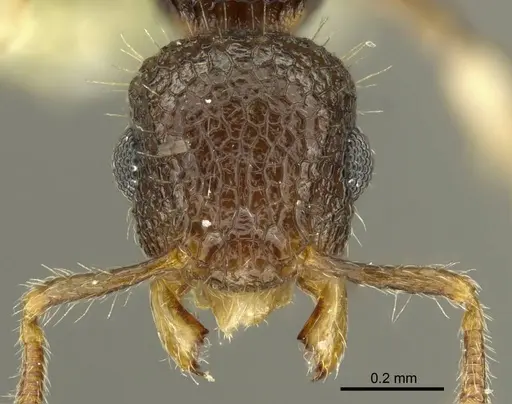 Vombisidris philippina specimen CASENT0919713 image casent0919713_2