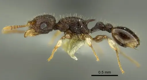 Vombisidris philippina specimen CASENT0919713 image casent0919713_3