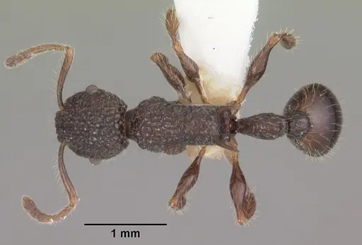 Vombisidris regina specimen CASENT0102595 image casent0102595_1