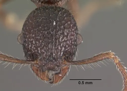 Vombisidris regina specimen CASENT0102595 image casent0102595_2
