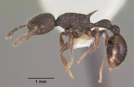 Vombisidris regina specimen CASENT0102595 image casent0102595_3