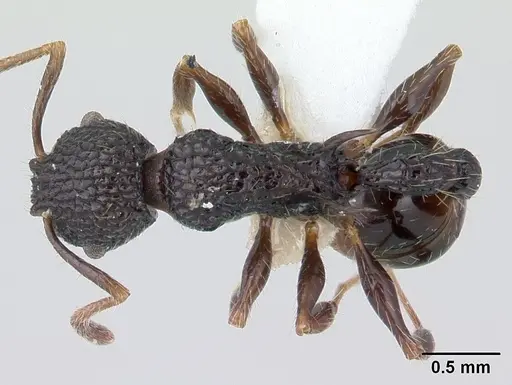 Vombisidris regina specimen CASENT0178737 image casent0178737_1