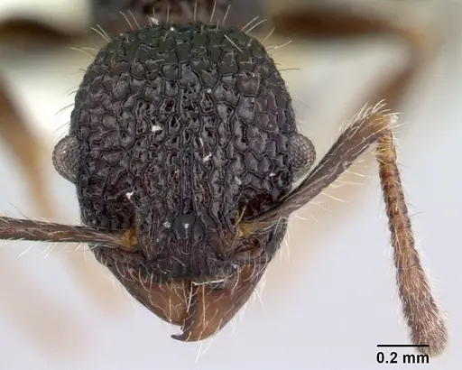 Vombisidris regina specimen CASENT0178737 image casent0178737_2