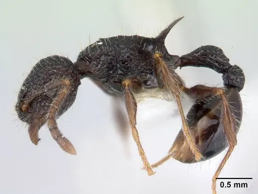 Vombisidris regina specimen CASENT0178737 image casent0178737_3