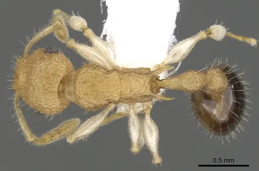 Vombisidris renateae specimen CASENT0901993 image casent0901993_1