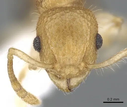 Vombisidris renateae specimen CASENT0901993 image casent0901993_2