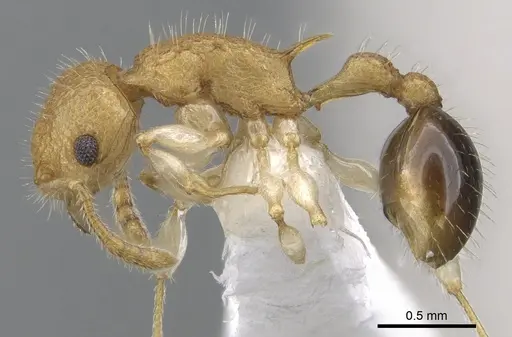 Vombisidris renateae specimen CASENT0901993 image casent0901993_3