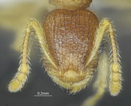 Vombisidris tibeta specimen ANTWEB1060609 image antweb1060609_2