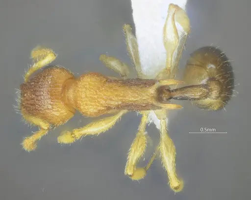 Vombisidris tibeta specimen ANTWEB1060609 image antweb1060609_3