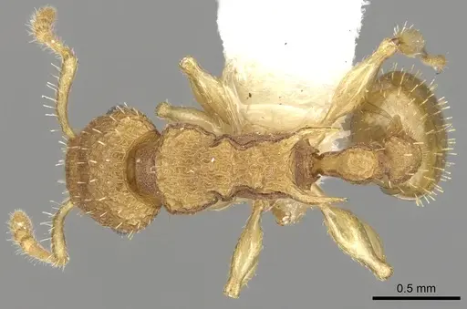 Vombisidris xylochos specimen CASENT0901986 image casent0901986_1