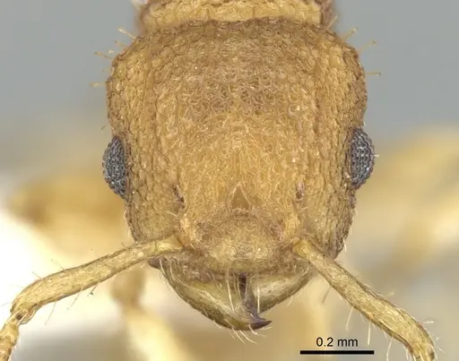 Vombisidris xylochos specimen CASENT0901986 image casent0901986_2
