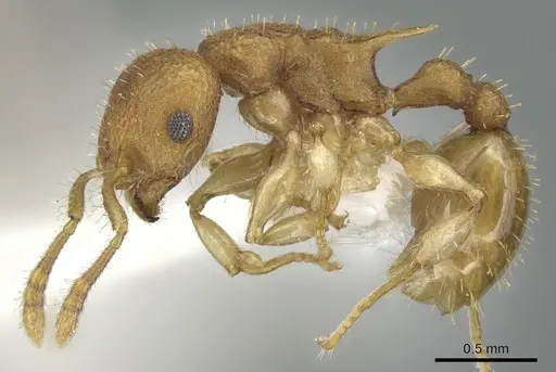Vombisidris xylochos specimen CASENT0901986 image casent0901986_3