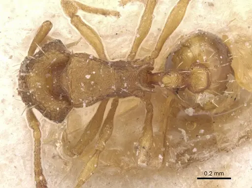Wasmannia affinis specimen CASENT0912540 image casent0912540_1