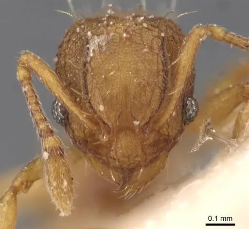 Wasmannia affinis specimen CASENT0912540 image casent0912540_2