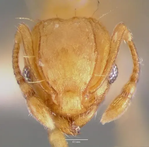 Wasmannia auropunctata specimen CASENT0005064 image casent0005064_2