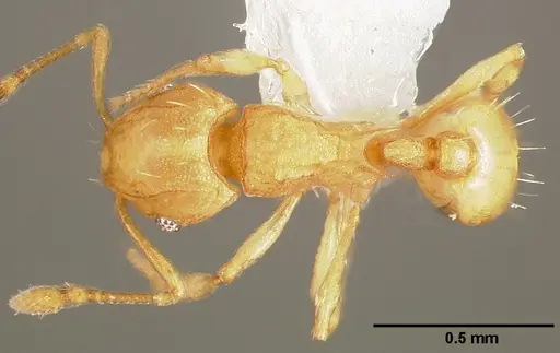 Wasmannia auropunctata specimen CASENT0005665 image casent0005665_1