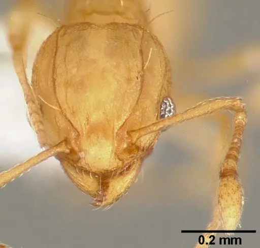 Wasmannia auropunctata specimen CASENT0005665 image casent0005665_2