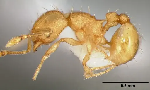 Wasmannia auropunctata specimen CASENT0005665 image casent0005665_3
