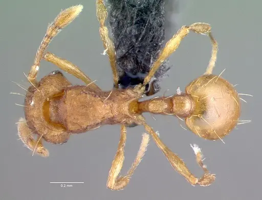 Wasmannia auropunctata specimen CASENT0039797 image casent0039797_1