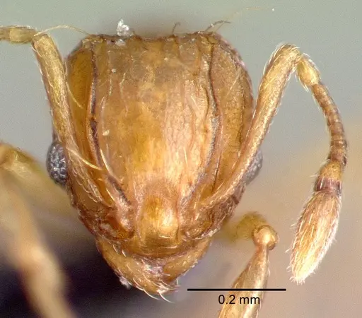 Wasmannia auropunctata specimen CASENT0039797 image casent0039797_2