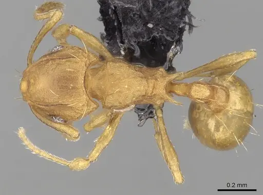 Wasmannia auropunctata specimen CASENT0097874 image casent0097874_1