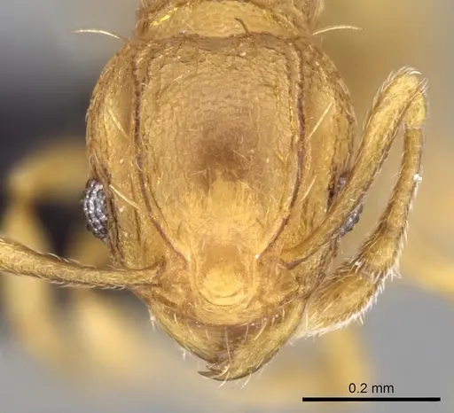 Wasmannia auropunctata specimen CASENT0097874 image casent0097874_2