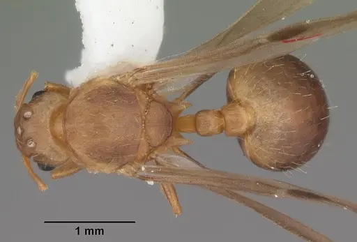 Wasmannia auropunctata specimen CASENT0102747 image casent0102747_1